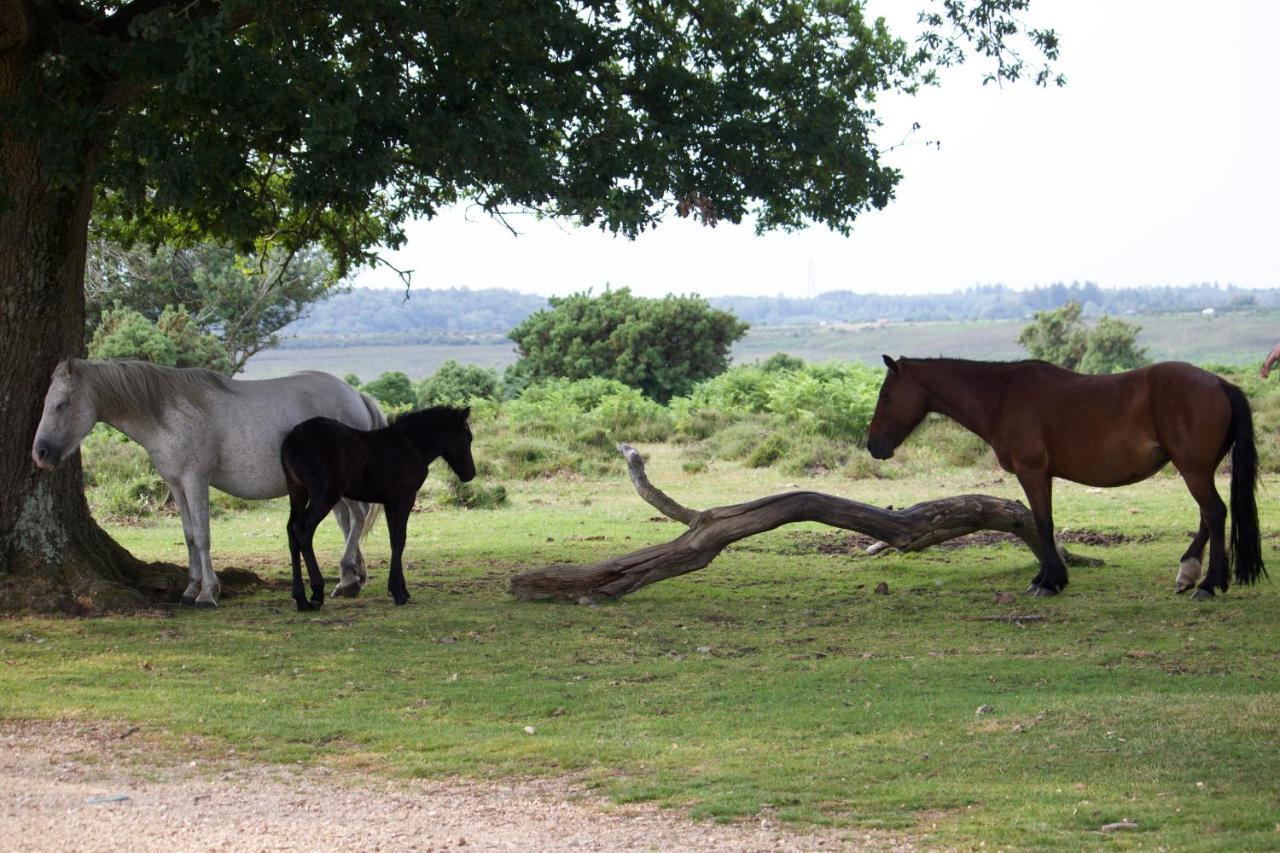 Avondale New Forest Godshill  Exterior foto